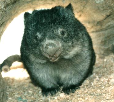 [Image: wombat1.jpg]